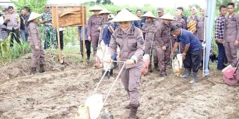 Dukung Program Presiden, Kejari Kabupaten Kediri Tanam Jagung di Peringatan Harlah Kejaksaan ke-80