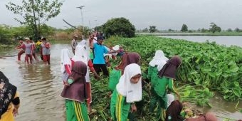 Akses Darat Terendam Banjir, Siswa LP Ma’arif Lamongan Bersihkan Enceng Gondok