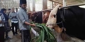 Presiden Prabowo Beli Sapi Kurban Seberat 935 Kg dari Pamekasan