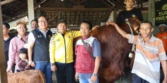 Presiden Prabowo Beli 2 Sapi Kurban di Gresik