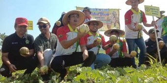 Panen Raya Blewah di Merakurak Mendapatkan Dukungan dari Bupati Tuban
