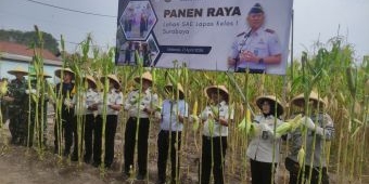 Lahan Tidur Lapas Porong Disulap Jadi Kebun Jagung, Panen Perdana Tuai Apresiasi DPR RI