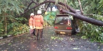 ​Pohon di Surabaya Bertumbangan, Warganet Minta Salahkan Anies, Risma Diganti Ahok