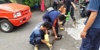 Makan Ternak Ayam Milik Warga, Ular Piton Sepanjang 3 Meter Ditangkap Damkar Gresik