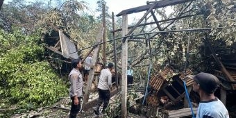 Satu Orang Tewas Tertimpa Pohon Tumbang Akibat Hujan dan Angin Kencang di Blitar