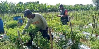 Babinsa Ujungpangkah Gresik Respons Kendala Petani Akibat Melonjaknya Harga Cabai di Wilayah Binaan