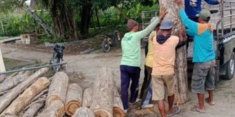 Petugas Gabungan Perhutani Jatirogo Tuban Gagalkan Pencurian Belasan Batang Kayu Jati
