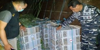 Lanal Denpasar Gagalkan Penyelundupan Ribuan Burung