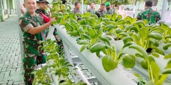 Kasrem 084/Bhaskara Jaya Ajak Personel Panen Sayuran Hasil Budidaya Akuaponik dan Organik