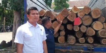 Perangkat Desa di Jombang Ditangkap Usai Terlibat Illegal Logging 