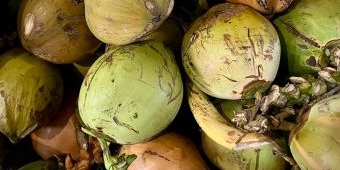 Ragam Manfaat Degan Ijo, Benarkah Ampuh Netralisir Racun dalam Tubuh?