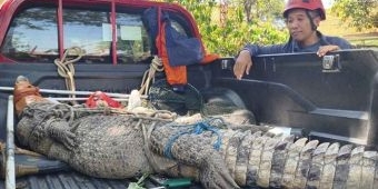 Resahkan Warga, Buaya Muara Sepanjang 3 Meter Dievakuasi BPBD Sidoarjo