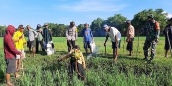 Babinsa Koramil 0805 Karangjati Ngawi bantu Petani Berantas Hama Tikus