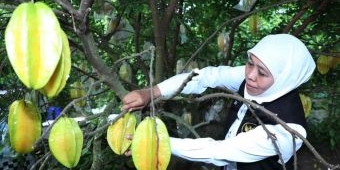 Gubernur Khofifah Sebut Agrowisata Karangsari di Kota Blitar Jadi Destinasi Wisata Andalan