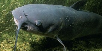 Memancing Lele, Racikan Umpan Khusus Terbaru 2023 Bikin Ikan Penasaran