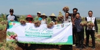 Kolaborasi PT UTSG dan BUMDes Karanglo Sukses Panen 4 Ton Bawang Merah Senilai Rp120 Juta