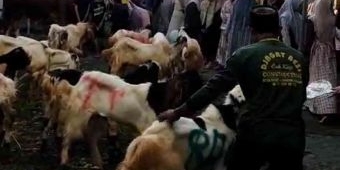 pp-amanatul-ummah-surabaya-sembelih-enam-sapi-dan-27-kambing-kurban