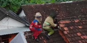 Damkar Kediri Evakuasi Sarang Tawon Vespa di Atap Rumah Warga