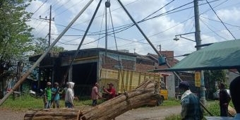 Polres Pasuruan Amankan Pelaku Penebangan Pohon Sonokeling di Jalan Raya Beji