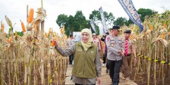Panen Jagung di Banyuwangi, Gubernur Khofifah Tegaskan Sinergi Jaga Ketahanan Pangan