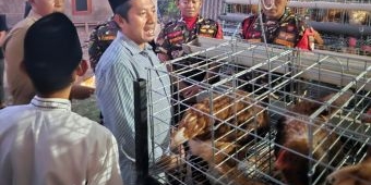 Ketua Umum Ansor Kunjungi Peternakan Ayam Kadernya di Jombang, Dorong Usaha Gotong Royong
