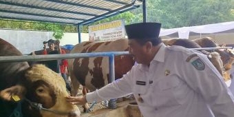 Pemkab Jombang Pastikan Hewan Kurban di Sejumlah Peternak Aman dan Sehat
