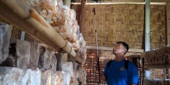 Lapas Kediri Panen Jamur Tiram, Warga Binaan Dapat Bekal Kewirausahaan Produktif