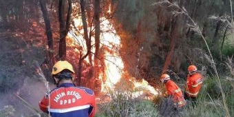 Kawasan Gunung Bromo Kembali Terbakar, TRC BPBD Jatim Langsung Berjibaku Padamkan Api