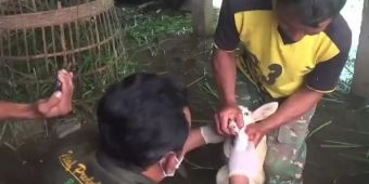 Belasan Kambing di Majasem Ngawi Mati Mendadak, Diduga Terjangkit PMK