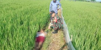 Mayat di Sawah Gegerkan Warga Benjeng