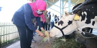 Khofifah Optimis KPSP Setia Kawan Nongkojajar Mampu Jadi Pusat Daging dan Susu