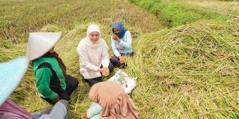 Panen Raya Padi di Desa Krajan, Khofifah Apresiasi LPPNU Kabupaten Pasuruan