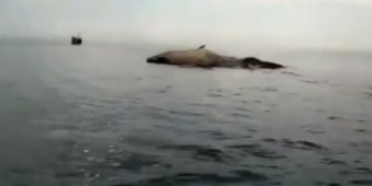 Paus Sepanjang 20 Meter Terdampar dan Sudah Membusuk di Perairan Sampang