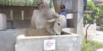 Salah Satu Sapi Kurban Presiden Prabowo Dipesan dari Plosoklaten Kediri