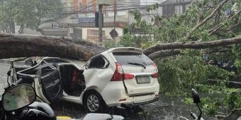 Pohon Tumbang di Jalan Mojopahit Sidoarjo Timpa Dua Mobil Akibat Hujan Deras