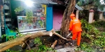 Hujan Deras Disertai Angin di Kota Kediri Akibatkan Banjir dan Pohon Tumbang