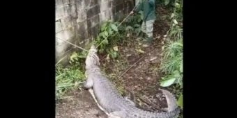 Buaya Ukuran 3 Meter lebih Milik Warga Tretes Dievakuasi ke Taman Safari Prigen Pasuruan