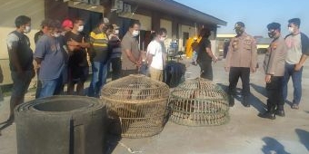 Judi Sabung Ayam di Desa Lebo Sidoarjo Digerebek, 13 Orang Diamankan