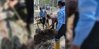 DLH Kota Malang Tanam 250 Pohon Tabebuya di Jalan Suhat