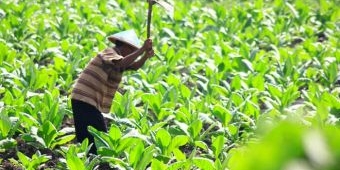 Wacana Kenaikan Harga Rokok Bikin Petani Tembakau di Bojonegoro Resah