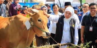 PMK di Jatim Tertangani Dengan Baik, Khofifah Optimis Stok Hewan Ternak Aman Jelang Ramadhan