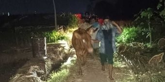Polisi Gagalkan Pencurian Sapi di Probolinggo