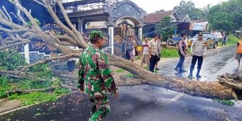 Anggota Polres Sumenep Evakuasi Pohon Tumbang di Jalan Raya Gapura