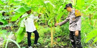 Dukung Ketahanan Pangan, Polsek Taman Sidoarjo Tinjau Pekarangan Pohon Pisang dan Pepaya