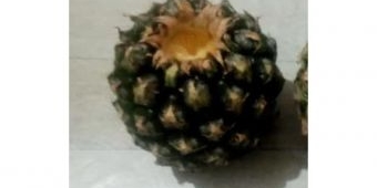 di-lawang-malang-menu-mbg-hanya-satu-buah-nanas-dan-kacang-bawang