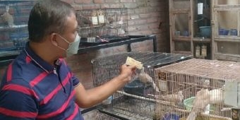 Sukses Ternak Burung Puter Pelung di Tengah Pandemi, Raup Untung Puluhan Jutaan Rupiah