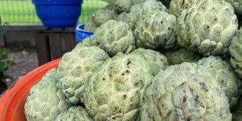 6 Manfaat Konsumsi Buah Srikaya Bagi Tubuh