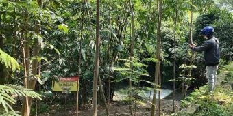 Meresahkan, 3 Ekor Buaya Sering Muncul di Sungai Janti, Warga Siaga