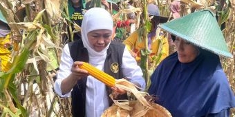 Gubernur Khofifah Panen Jagung Unggulan 'Reog 234', Hasil Inovasi Masyarakat Ponorogo