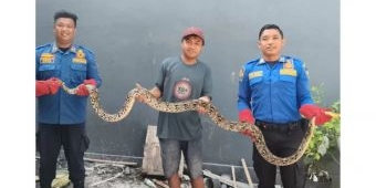 Ular Piton 2 Meter Muncul di Pekarangan Rumah Warga, Damkar Pos Grogol Kediri Lakukan Evakuasi
